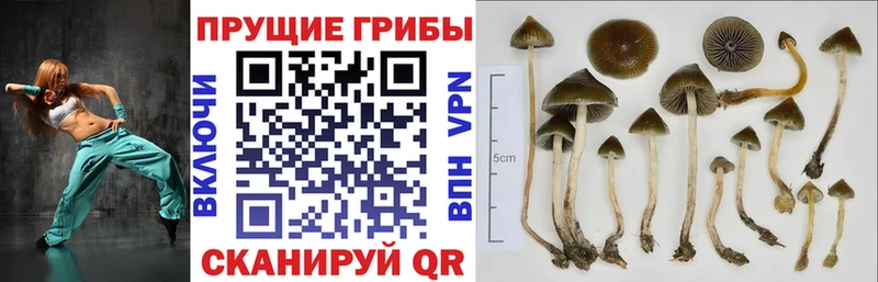 Галлюциногенные грибы ЛСД  Темников 